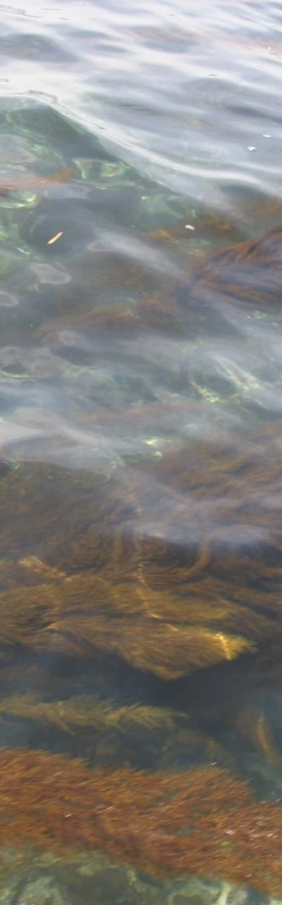 アカモク 海藻 | 紀州 あかもく | AKAMOKU